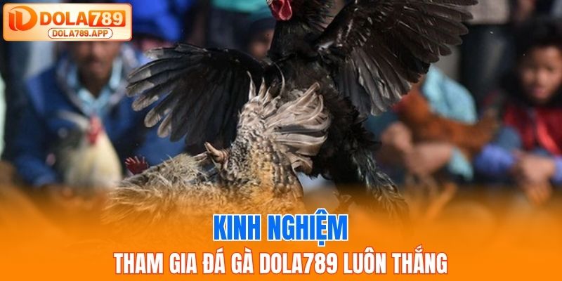 Kinh nghiệm tham gia đá gà dola789 luôn thắng