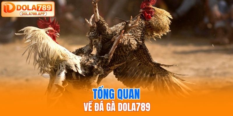 Tổng quan về đá gà dola789